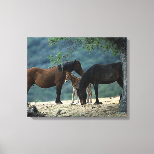 Wild Mustang Mare & Foal Leinwanddruck (Vorderseite)
