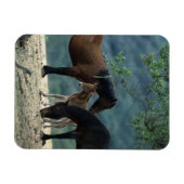 Wild Mustang Mare & Foal Magnet (Horizontal)