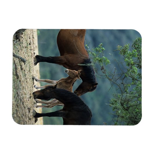 Wild Mustang Mare & Foal Magnet (Horizontal)