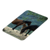 Wild Mustang Mare & Foal Magnet (Linke Seite)