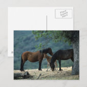 Wild Mustang Mare & Foal Postkarte (Vorne/Hinten)