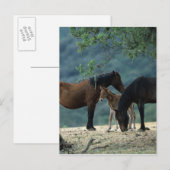 Wild Mustang Mare & Foal Postkarte (Vorne/Hinten)