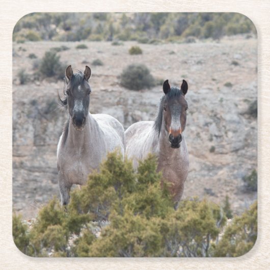 Wild Mustang Mare und Wild Horse Stallion Rechteckiger Pappuntersetzer (Vorderseite)