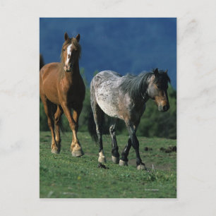 Wild Mustang Pferses Postkarte
