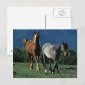 Wild Mustang Pferses Postkarte (Vorne/Hinten)