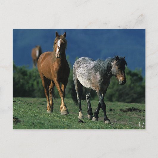 Wild Mustang Pferses Postkarte (Vorderseite)