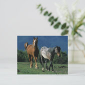 Wild Mustang Pferses Postkarte (Stehend Vorderseite)