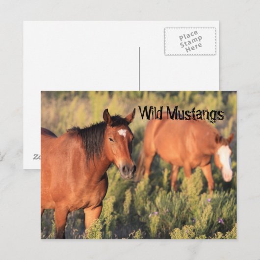 Wild Mustang Pferses Postkarte (Vorne/Hinten)