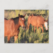Wild Mustang Pferses Postkarte (Vorderseite)