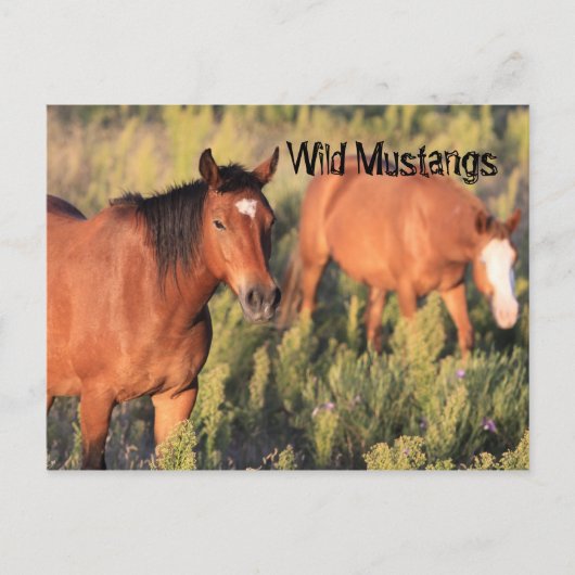 Wild Mustang Pferses Postkarte (Vorderseite)