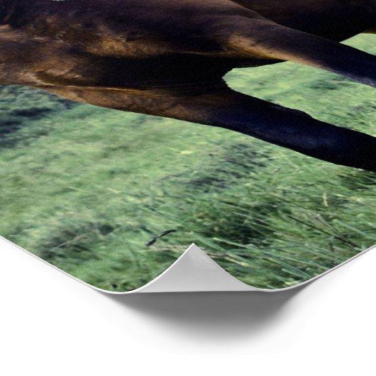 Wild Mustang Poster (Ecke)