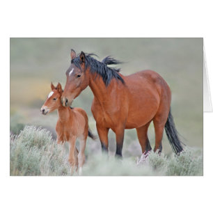 Wild Mustangs