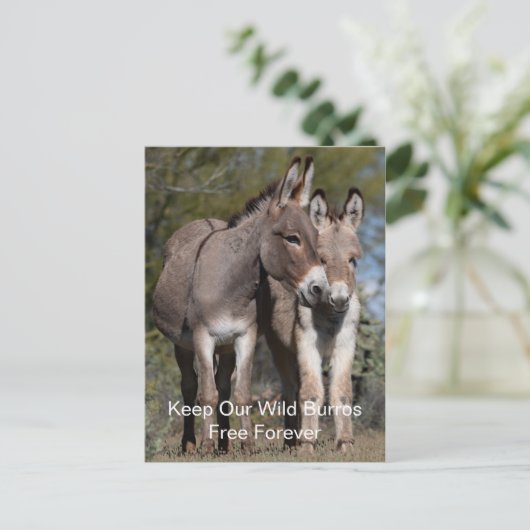 Wild Mustangs Forever Postcard Postkarte (Stehend Vorderseite)