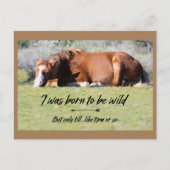 Wild Mustangs Forever Postcard Postkarte (Vorderseite)