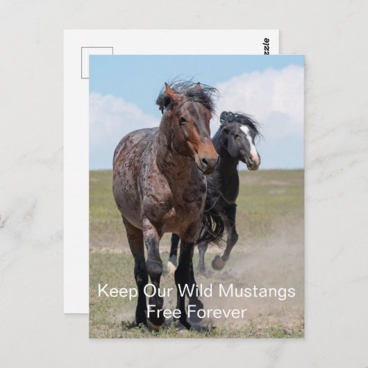 Wild Mustangs Forever Postcard Postkarte (Vorne/Hinten)