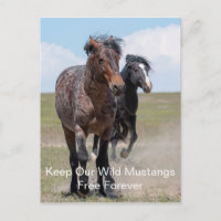 Wild Mustangs Forever Postcard