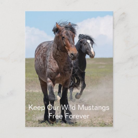 Wild Mustangs Forever Postcard Postkarte (Vorderseite)