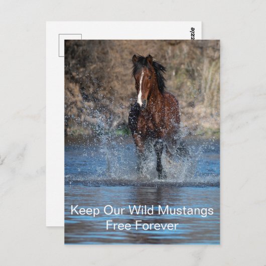 Wild Mustangs Forever Postcard Postkarte (Vorne/Hinten)