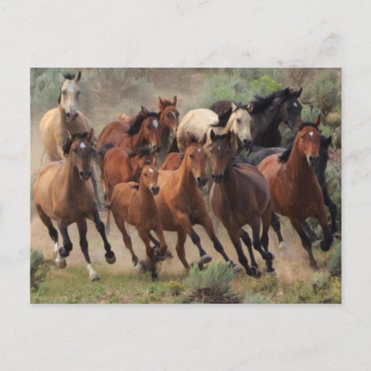 Wild Mustangs Horse Postkarte (Vorderseite)
