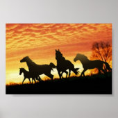 Wild Mustangs Poster (Vorne)