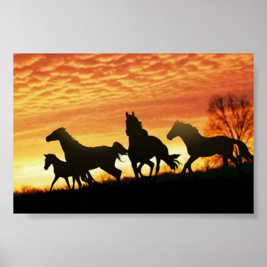 Wild Mustangs Poster (Vorne)