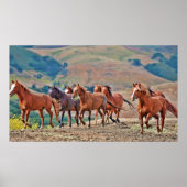 Wild Mustangs Poster (Vorne)