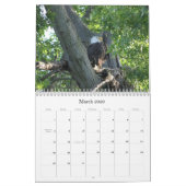Wild Nature-Bald-Adler-Foto Kalender (Mär 2026)