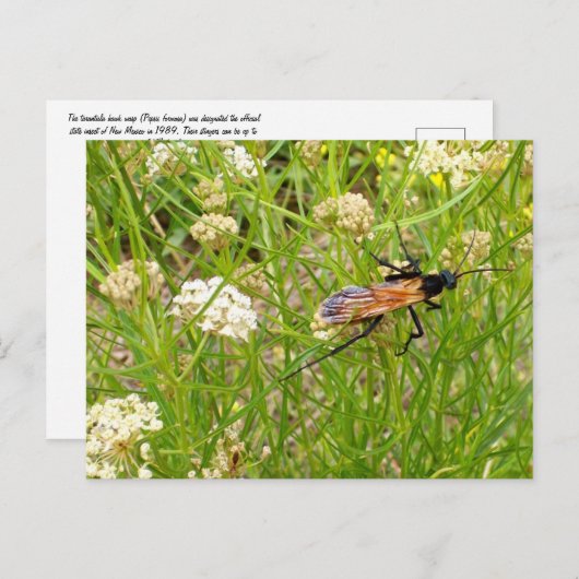 Wild New Mexico Wasp Postcard Postkarte (Vorne/Hinten)