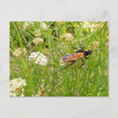 Wild New Mexico Wasp Postcard Postkarte (Vorderseite)