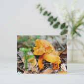 Wild Orange Mushrooms Naturfotografie Postkarte (Stehend Vorderseite)