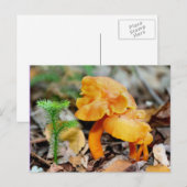 Wild Orange Mushrooms Naturfotografie Postkarte (Vorne/Hinten)