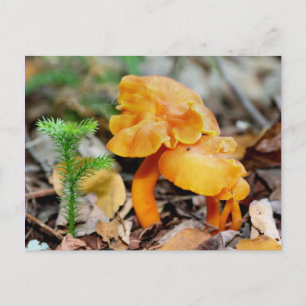 Wild Orange Mushrooms Naturfotografie Postkarte