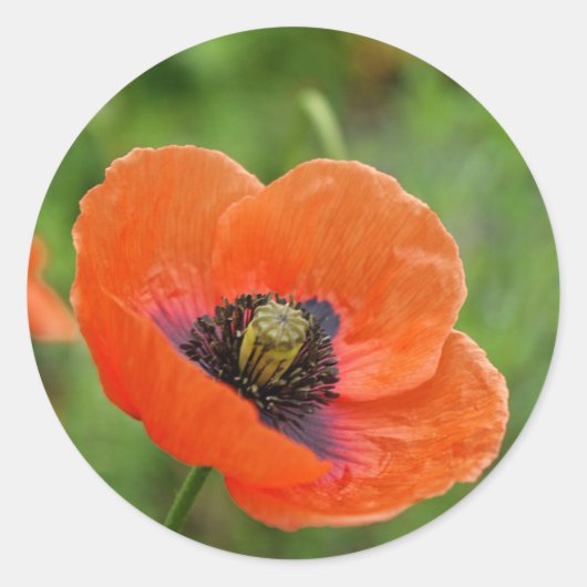Wild Orange Poppy Blume in Neuseeland Runder Aufkleber (Vorderseite)