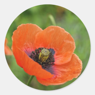 Wild Orange Poppy Blume in Neuseeland Runder Aufkleber