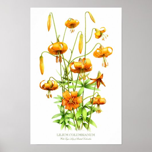 Wild Orange Tiger Lilies Botanische Kunst Poster (Vorne)