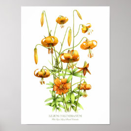 Wild Orange Tiger Lilies Originale Kunst Poster