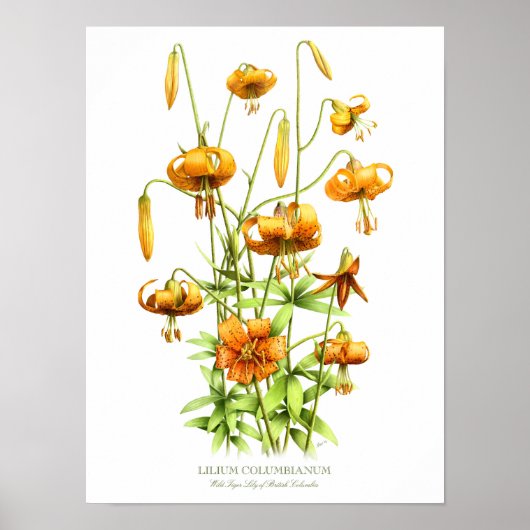 Wild Orange Tiger Lilies Originale Kunst Poster (Vorne)