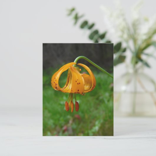 Wild Orange Tiger Lily Blume Postkarte (Stehend Vorderseite)