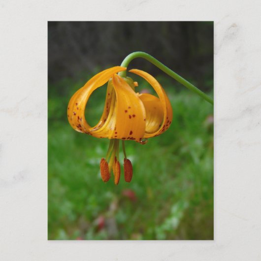 Wild Orange Tiger Lily Blume Postkarte (Vorderseite)