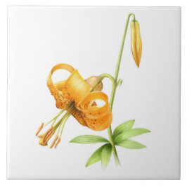 Wild Orange Tiger Lily Floral Botanische Kunst Fliese