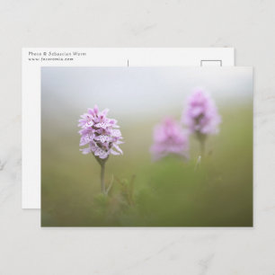 Wild Orchid Foto Postkarte
