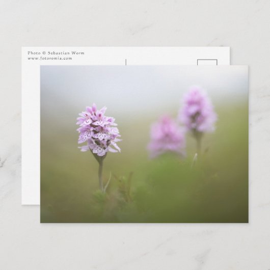 Wild Orchid Foto Postkarte (Vorne/Hinten)