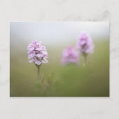 Wild Orchid Foto Postkarte (Vorderseite)