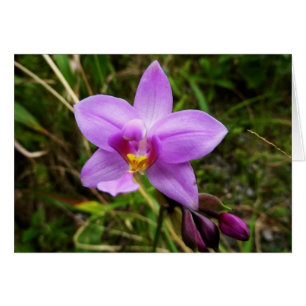 Wild Orchid Lila tropische Blume