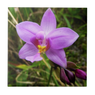 Wild Orchid Lila tropische Blume Fliese