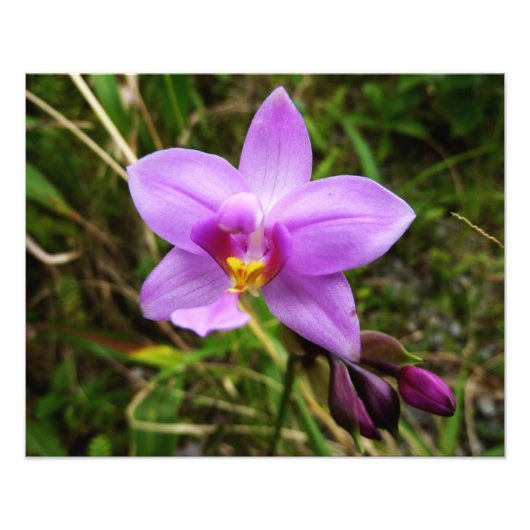 Wild Orchid Lila tropische Blume Fotodruck (Vorne)