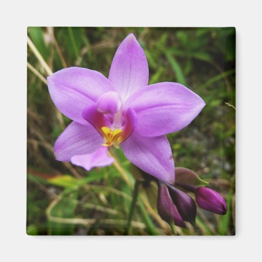 Wild Orchid Lila tropische Blume Magnet (Vorne)