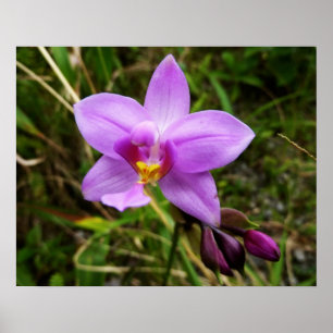 Wild Orchid Lila tropische Blume Poster