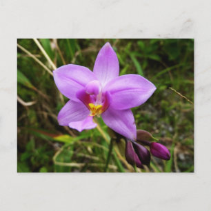 Wild Orchid Lila tropische Blume Postkarte