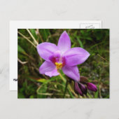 Wild Orchid Lila tropische Blume Postkarte (Vorne/Hinten)